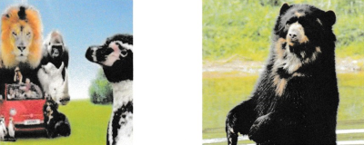 2 billeder sidestillet af henholdsvis løve, næsehorn, pingvin og en bjørn med front mod kameraet